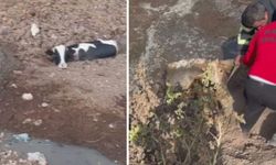 Balçığa Saplanan Üç İnek İtfaiye Ekiplerinin Müdahalesiyle Kurtarıldı