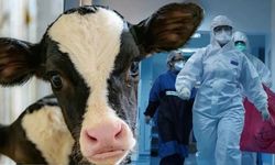 Deli Dana Hastalığı Nasıl Bulaşır? Belirtileri Nelerdir?