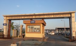 Kahramanmaraş Canlı Hayvan Pazarı Yeniden Açıldı