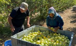 Kahramanmaraş’ta Elma Hasadı Coşkusu Başladı