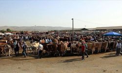 Kahramanmaraş’ta Hayvan Ticareti Yeniden Başlıyor