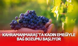 Kahramanmaraş’ta Kadın Emeğiyle Bağ Bozumu Başlıyor