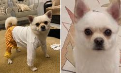 Kahramanmaraş'ta o köpeği bulana 50 bin TL ödül!