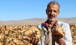 Kahramanmaraş’ta Şeker Pancarı Hasadı Başladı