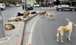 Kahramanmaraş'ta sokak hayvanların sayısı açıklandı