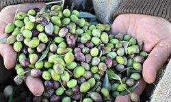 Kahramanmaraş’ta Zeytin Hasadı Beklentilerin Altında Kaldı