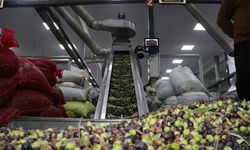 Kahramanmaraş’ta Zeytin Piyasasında Fiyatlar El Yakıyor
