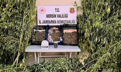 Kenevir Ekimine Jandarmadan Suçüstü Baskın