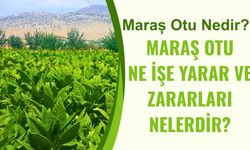 Maraş otu nedir? Maraş otu ne işe yarar ve zararları nelerdir?