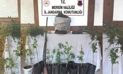 Yasadışı Kenevir Operasyonunda 1 Kişi Tutuklandı