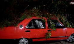 Şiddetli Rüzgar Ağacı Devirdi, 2 Araç ve Bina Etkilendi