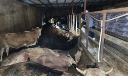 Kahramanmaraş'ta 6 Büyükbaş Hayvan Yangında Can Verdi