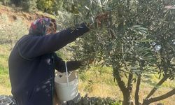 88 yaşındaki Emine nine zeytin hasadında