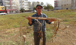 Ali Dayıcık Hissettiği Elektrikle Yer Altı Suyu Buluyor
