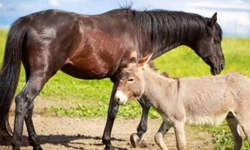 Tarım Bakanlığı O Markalarda Sucuğunda At Eşek Eti Tespit Etti Bunca Zaman Kandırılmışız!