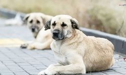Kahramanmaraş'ta sahipsiz köpek sorunu büyüyor