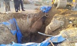 Çukura Düşen Büyükbaş Hayvan Kurtarıldı