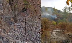 Bahçe Temizliği Facia ile Bitti: Yaşlı Adam Hayatını Kaybetti