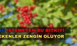 Su İstemeyen Bu Bitkiyi Ekenler Zengin Oluyor