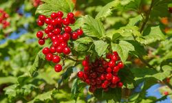 Çiftçilerin Yeni Gözdesi: Sulama İstemeyen Bu Bitki Servet Getiriyor!