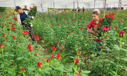 Seralarda Gül Hasadı Başladı, Üretici Aracıdan Şikâyetçi