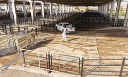 Canlı Hayvan Pazarı'nda Kapsamlı Dezenfeksiyon: Büyükşehir’den Halk Sağlığı Hamlesi