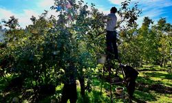 Türkoğlu'nda Trabzon Hurması Sezonu Açıldı