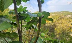 Aralık Ayında Meyve Veren İncir Ağaçları Şaşırttı