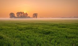 Kahramanmaraş'ta 4 Dönümlük Bahçe Mahkemeye Düştü: İşte Görenleri Hayrete Düşüren Fiyat