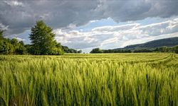 Kahramanmaraş'ta Büyük Satış: Bahçe Ve İçindeki Tüm Yapılar Bu Rakamı Getirene Mahkemeden Verilecek