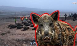 Kahramanmaraş’ta Tarla Baskınlarında 25 Yaban Domuzu Avlandı