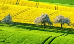 Kahramanmaraş'ta ucuza arsa satışı: Mahkeme fiyatını açıkladı