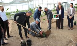Kahve artık Türkiye’de üretilecek: Kumluca’da ilk fidanlar dikildi