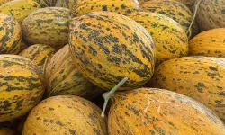 Kavunun bozulmasına son: Bu yöntemle haftalarca taze kalıyor