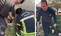 Konteyner ile duvar arasına sıkışan yavru kedi kurtarıldı