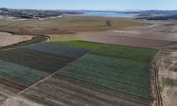 Kuraklığın vurduğu Seyhan Baraj Gölü'nün çevresi tarım arazisi oldu