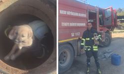 6 metrelik çukura düşen yavru köpek kurtarıldı