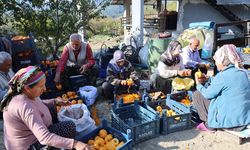 Minnetli köyü kuru hurma üretiminde Türkiye birincisi