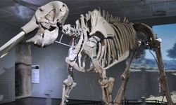 Kahramanmaraş Arkeoloji Müzesi'nde 30.000 Eserle Tarih Yolculuğu