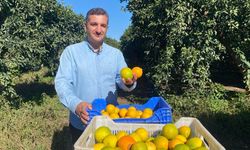 Antalya'da portakal sezonu başladı, 250 bin ton rekolte bekleniyor