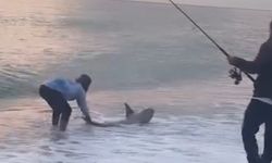 Oltaya Takılan Köpek Balığı Şaşırttı
