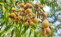 Bu ceviz yenmiyor ama deterjan yerine kullanılıyor