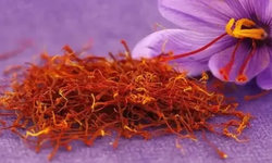 Safranbolu Safranı Hasadı Başladı Kilosu 600 Bin TL