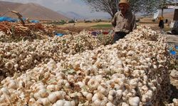 Kahramanmaraş’ın Doğal Antibiyotiği, Afşin Koçovası Sarımsağı