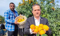 Tarım işçilerinin grevi mandalinayı dalında bıraktı: Kilosu 3 liraya kadar geriledi