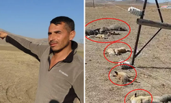 Elektrik Yüzünden Hayvanlar Telef Oldu