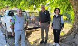 Dörtyol'da bulunan leylek tedavi altına alındı