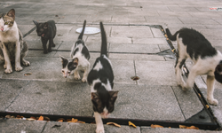 Yeni Zelanda Vahşi Kedileri Ekosistemi Koruma Planıyla 2050de Yok Edecek
