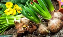 2026 yılı doğal çiçek soğanları ihracat listesi Resmi Gazete’de yayımlandı