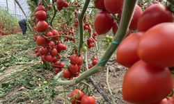 Hal Verileri Açıklandı: Domates ve Sebze Fiyatları Hızla Düşüyor
